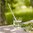 Calamus Trinkhalm, Glas, Länge 24 cm