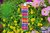 Katzen Anleckfritz Hippie Bio Katzenminze regenbogen